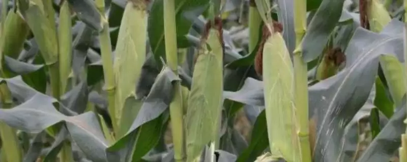 玉单1302玉米种子简介(玉单1302玉米种子情况怎样简介)?-会东网