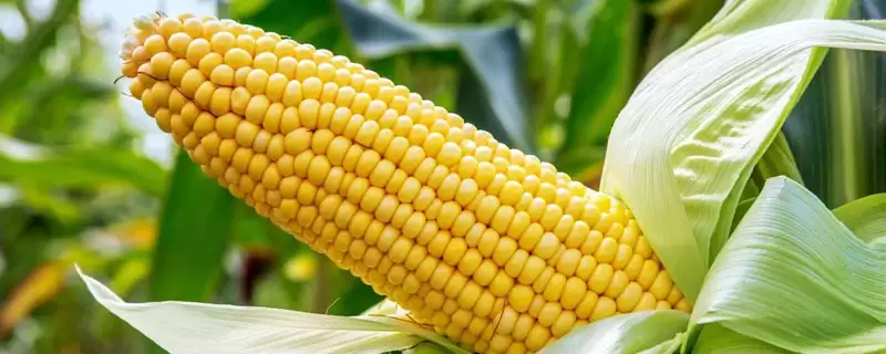 新饲玉21号玉米种子特征特性及每亩用量要点?-会东网