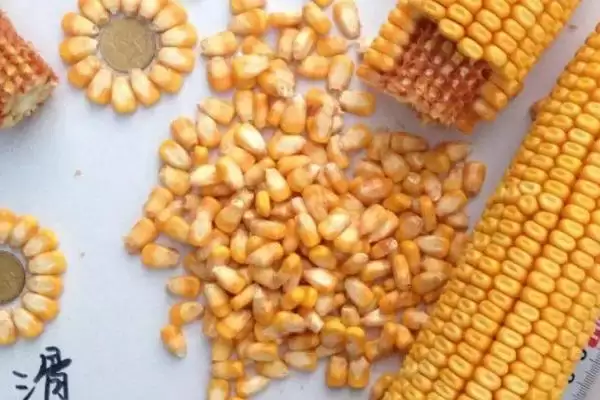 选种在生产中的意义及选出最好种子要点?插图3 选种在生产中的意义及选出最好种子要点?插图3