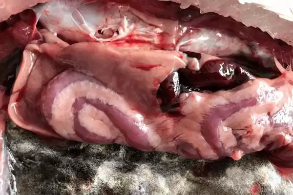 鱼内脏怎么处理成鸡饲料(鱼内脏如何处理成鸡饲料)?插图1 鱼内脏怎么处理成鸡饲料(鱼内脏如何处理成鸡饲料)?插图1