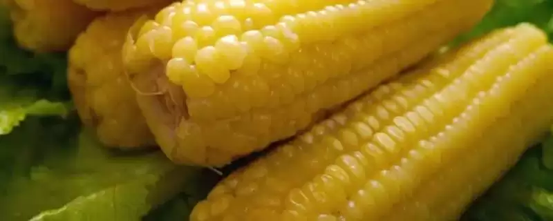 易安918玉米品种的特性(易安918玉米品种特性有哪些)？-会东网