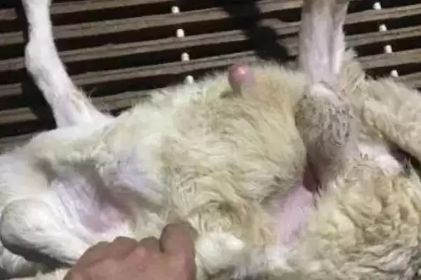 养羊的基本知识(养羊基本知识涵盖哪些方面)?插图5 养羊的基本知识(养羊基本知识涵盖哪些方面)?插图5