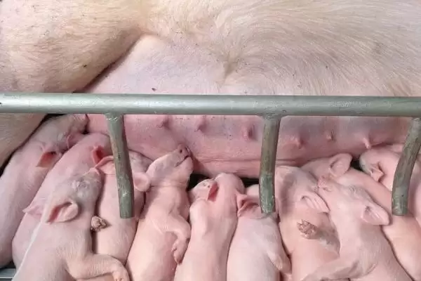 小猪喜欢吃的蔬菜水果介绍及种类要点？插图3