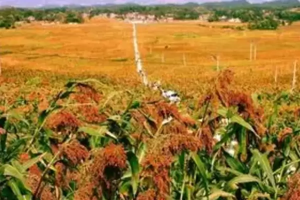 养鹅只吃草会饿死吗(养鹅只吃草是否会饿死)?插图2 养鹅只吃草会饿死吗(养鹅只吃草是否会饿死)?插图2