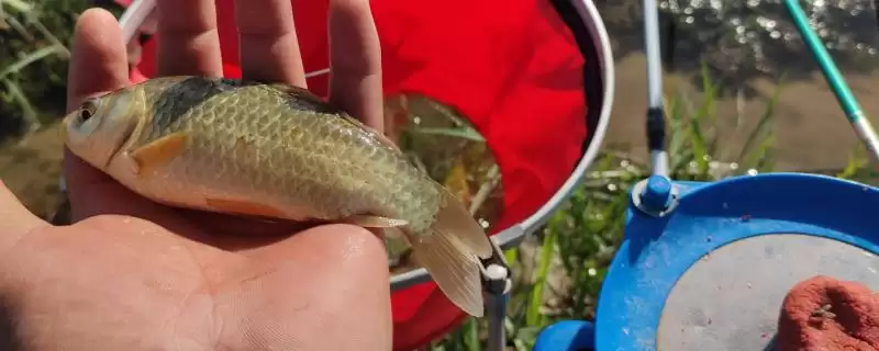 夏季能否钓大板鲫及相关钓鱼要点?-会东网