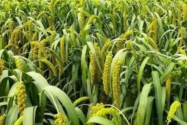 怎样选择适宜的农作物品种,根据市场需求、地理环境、生态条件选择?插图2 怎样选择适宜的农作物品种,根据市场需求、地理环境、生态条件选择?插图2