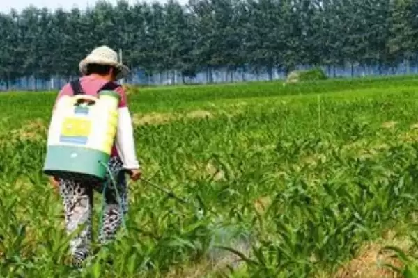 玉米除草剂一般什么时候打(玉米除草剂最佳使用时间是什么时候)?插图1 玉米除草剂一般什么时候打(玉米除草剂最佳使用时间是什么时候)?插图1