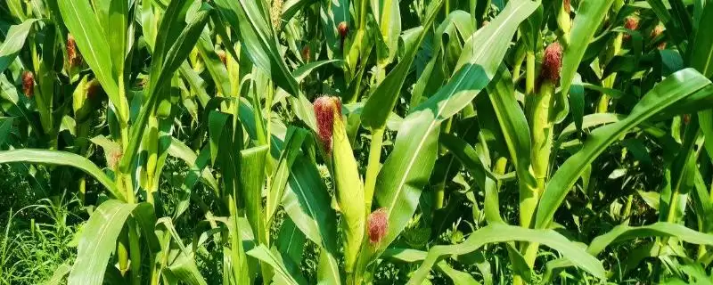祥兆6号玉米种子介绍及中等以上肥力地块种植要点？-会东网