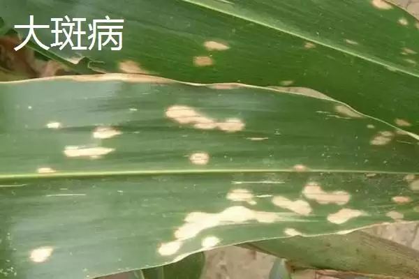 玉米大小斑病的防治方法(玉米大小斑病防治方法有哪些要点)?插图3 玉米大小斑病的防治方法(玉米大小斑病防治方法有哪些要点)?插图3