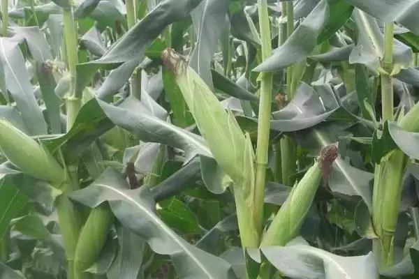 新玉35号玉米种子介绍及中抗丝黑穗病情况?插图3 新玉35号玉米种子介绍及中抗丝黑穗病情况?插图3