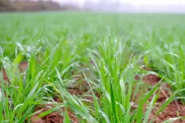 小麦返青发黄原因:脱肥、受冻等原因要点?插图2 小麦返青发黄原因:脱肥、受冻等原因要点?插图2