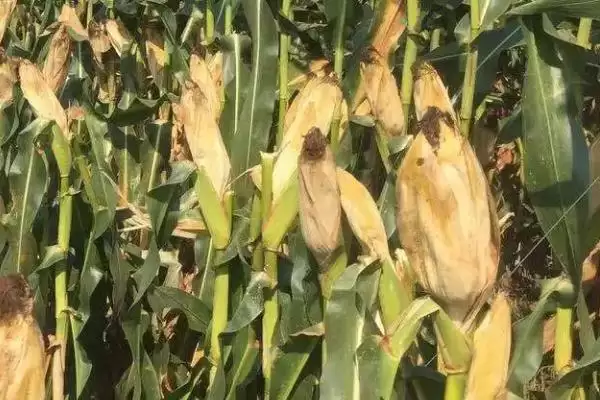 沃玉821玉米种啥情况(沃玉821玉米种生育期107天左右)？插图1