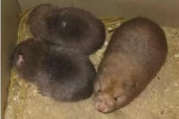 竹鼠发病症状，发烧时体温会上升、伴有流泪现象？插图5