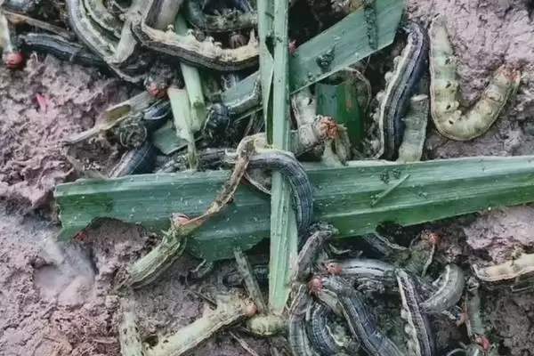 玉米粘虫的危害(玉米粘虫会造成哪些危害)?插图3 玉米粘虫的危害(玉米粘虫会造成哪些危害)?插图3