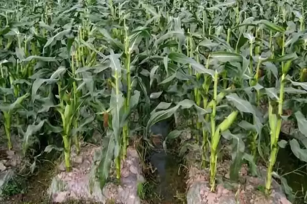 源育13号(源玉658)玉米种子特征特性(源育13号玉米种子特性有哪些)？插图1