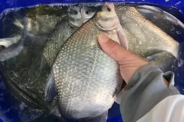 野钓鳊鱼的最佳水深(野钓鳊鱼最佳水深是多少)？插图4