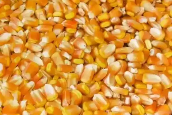 怎么鉴别玉米种子的伪劣(鉴别玉米种子伪劣的方法有哪些)？插图6