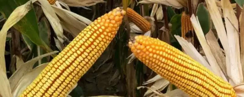 兆珍1号玉米品种啥情况(兆珍1号玉米品种中抗玉米螟)?-会东网