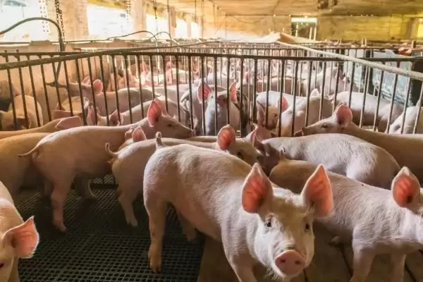 猪可以活多少年(猪正常寿命在二十年左右)?插图2 猪可以活多少年(猪正常寿命在二十年左右)?插图2