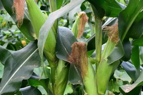 足玉817玉米种子啥情况(足玉817玉米种子中抗锈病)？插图1