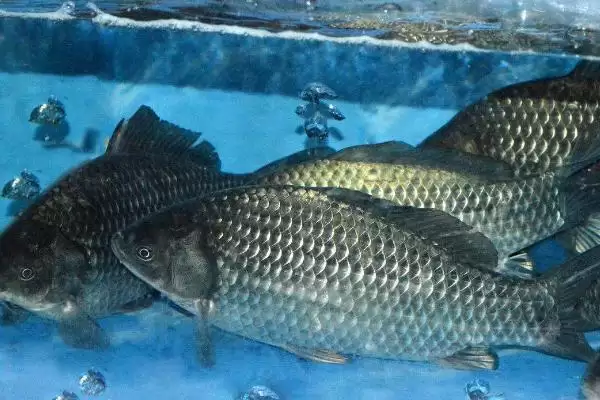 养殖鲫鱼的注意事项(养殖鲫鱼要注意什么)?插图2 养殖鲫鱼的注意事项(养殖鲫鱼要注意什么)?插图2