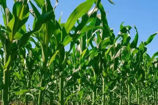 夏玉米栽培施肥技术及氮、磷、钾施用要点?插图2 夏玉米栽培施肥技术及氮、磷、钾施用要点?插图2