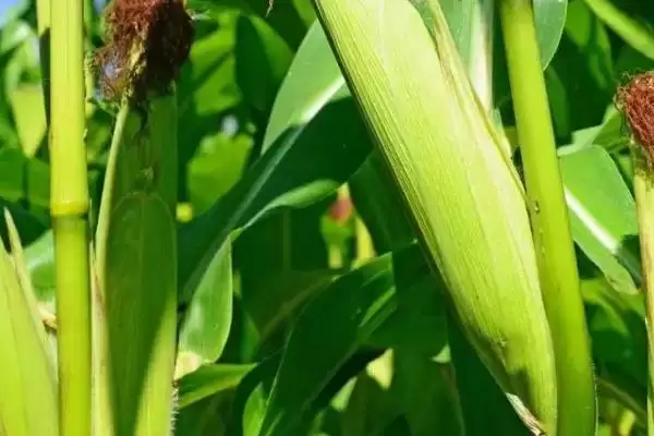 玉单1302玉米种子简介(玉单1302玉米种子情况怎样简介)?插图3 玉单1302玉米种子简介(玉单1302玉米种子情况怎样简介)?插图3