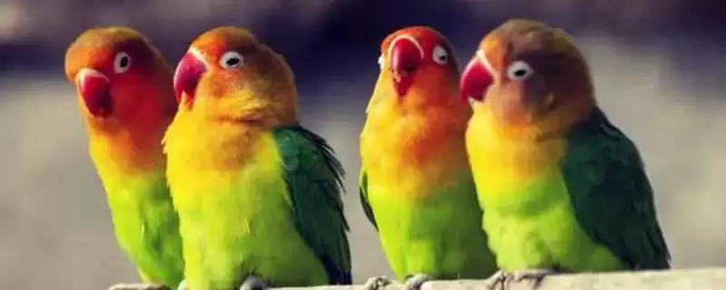 鹦鹉能吃哪些水果和蔬菜(鹦鹉能吃的果蔬有哪些)?-会东网