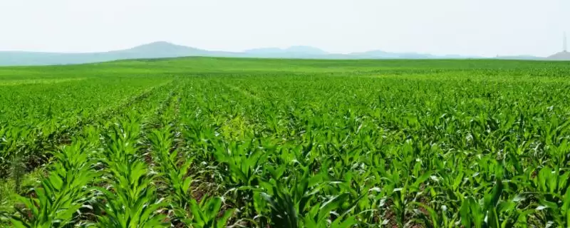 珍珠糯8号玉米种子有啥特征特性(珍珠糯8号玉米种子是鲜食玉米品种)？-会东网