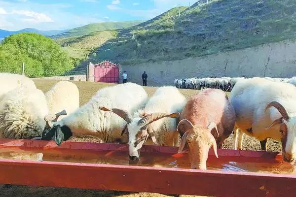 养羊的基本知识(养羊基本知识涵盖哪些方面)?插图2 养羊的基本知识(养羊基本知识涵盖哪些方面)?插图2