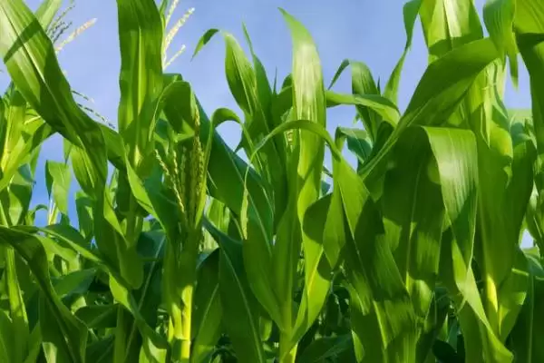 伊单60玉米种子简介(伊单60玉米种子情况如何)？插图1