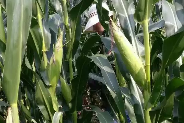 雪糯2号玉米种子简介及适宜种植密度要点?插图3 雪糯2号玉米种子简介及适宜种植密度要点?插图3