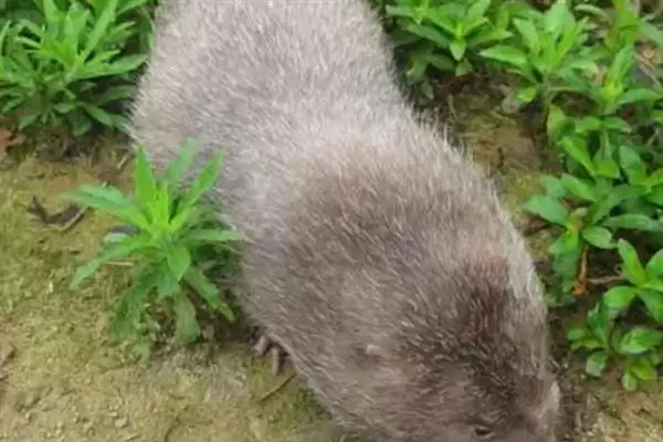 竹鼠发病症状，发烧时体温会上升、伴有流泪现象？插图3