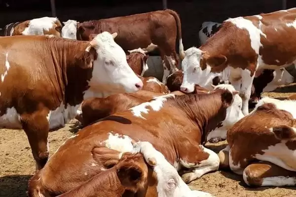 养牛的利润与成本计算(养牛利润与成本如何计算)?插图2 养牛的利润与成本计算(养牛利润与成本如何计算)?插图2