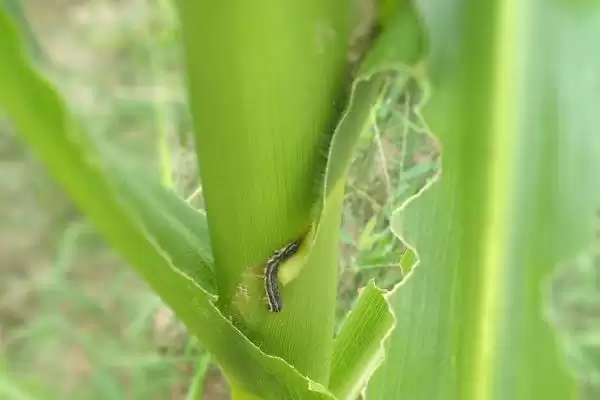 玉米粘虫的危害(玉米粘虫会造成哪些危害)?插图1 玉米粘虫的危害(玉米粘虫会造成哪些危害)?插图1