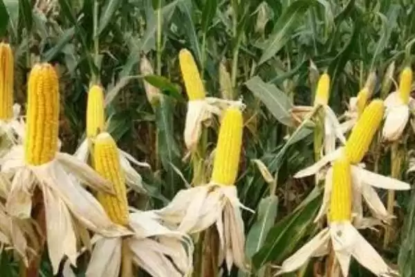 足白玉2号玉米品种啥情况(足白玉2号玉米品种防治病虫鼠害)？插图2