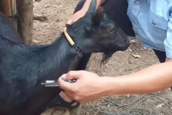 养羊的基本知识(养羊基本知识涵盖哪些方面)?插图7 养羊的基本知识(养羊基本知识涵盖哪些方面)?插图7