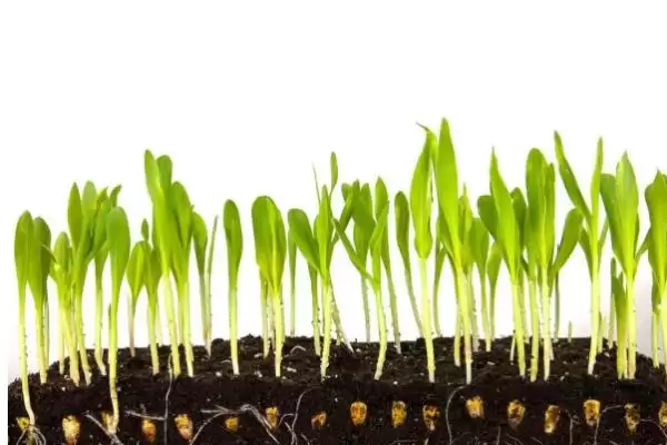 怎么鉴别玉米种子的伪劣(鉴别玉米种子伪劣的方法有哪些)？插图8