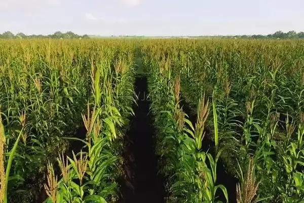 长玉19玉米种子有啥特征特性(长玉19玉米种子注意防治丝黑穗病)？插图3