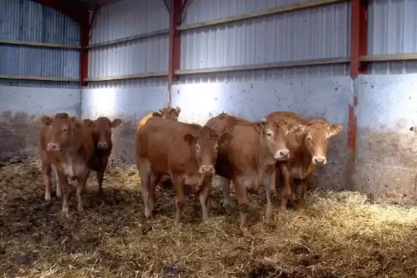 养牛的利润与成本计算(养牛利润与成本如何计算)?插图3 养牛的利润与成本计算(养牛利润与成本如何计算)?插图3