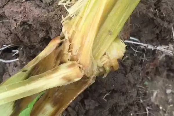 玉米烂心病如何防治(玉米烂心病的防治方法有哪些)?插图3 玉米烂心病如何防治(玉米烂心病的防治方法有哪些)?插图3