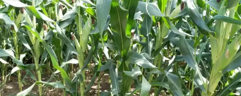 中科联玉209玉米种啥情况(中科联玉209玉米种中抗大斑病)?-会东网