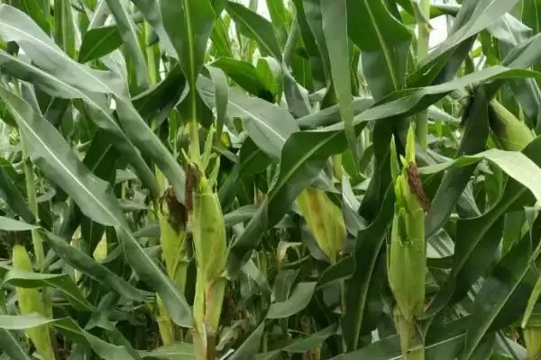 裕香糯9号玉米种简介(裕香糯9号玉米种情况如何简介)？插图2