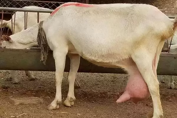 养羊的基本知识(养羊基本知识涵盖哪些方面)?插图4 养羊的基本知识(养羊基本知识涵盖哪些方面)?插图4