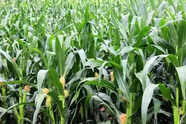 先玉1795玉米种子介绍及中抗大斑病情况?插图2 先玉1795玉米种子介绍及中抗大斑病情况?插图2