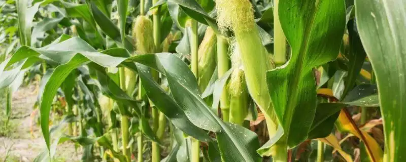 渝豪单5号玉米品种简介(渝豪单5号玉米品种情况如何简介)?-会东网