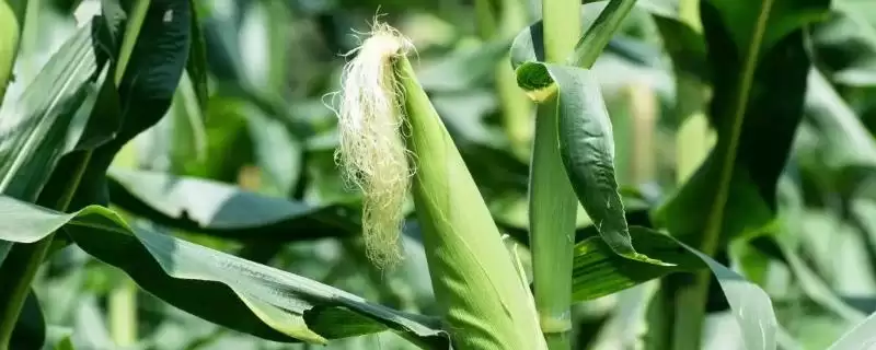 长玉19玉米种子有啥特征特性(长玉19玉米种子注意防治丝黑穗病)？-会东网