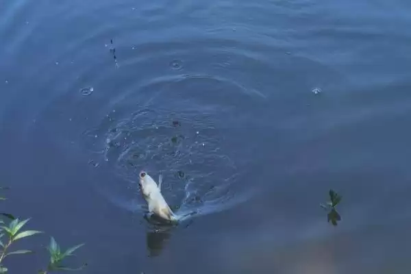 野钓鳊鱼的最佳水深(野钓鳊鱼最佳水深是多少)？插图12