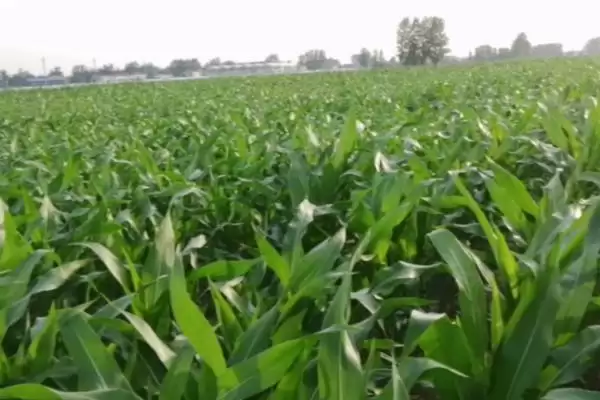 怎么防治玉米丝黑穗病(防治玉米丝黑穗病的方法有哪些)？插图1