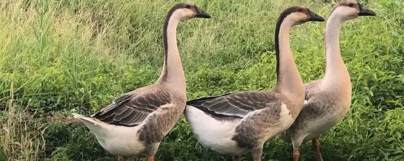 养鹅只吃草会饿死吗(养鹅只吃草是否会饿死)?-会东网